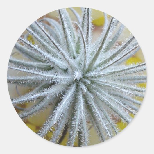 Tillandsia tectorum ronde sticker (Voorkant)