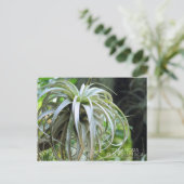 Tillandsia Xerographia : Carte postale (Debout devant)