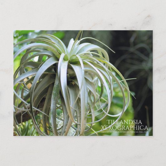 Tillandsia Xerographia : Carte postale (Devant)