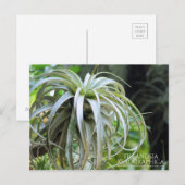 Tillandsia Xerographica: Briefkaart (Voorkant / Achterkant)