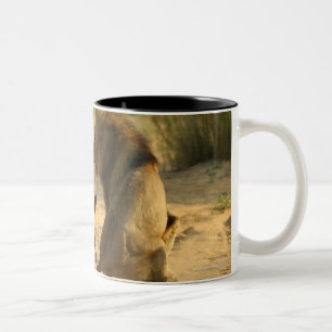 Timbavati, Nationaal Park Kruger, Limpopo Tweekleurige Koffiemok