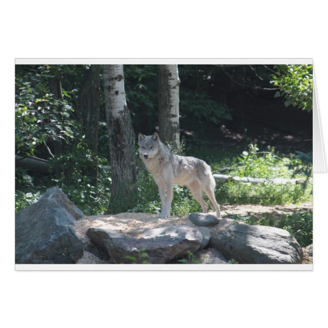 Timber Wolf (Voorkant Horizontaal)