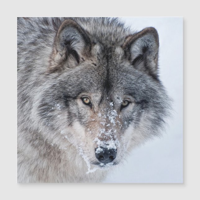 Timber Wolf (Voorkant)
