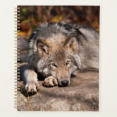 Timber Wolf (Devant)