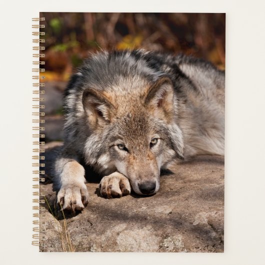 Timber Wolf (Devant)