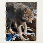 Timber Wolf (Devant)