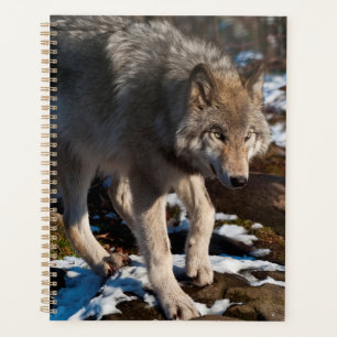 Timber Wolf