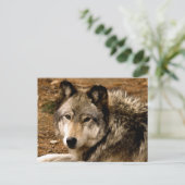 Timber Wolf 1630 Briefkaart (Staand voorkant)