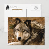 Timber Wolf 1630 Briefkaart (Voorkant / Achterkant)
