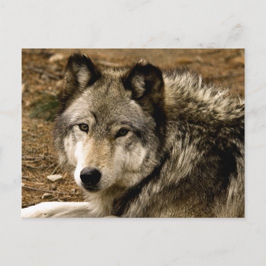 Timber Wolf 1630 Briefkaart (Voorkant)