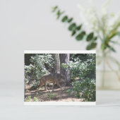 Timber Wolf Briefkaart (Staand voorkant)