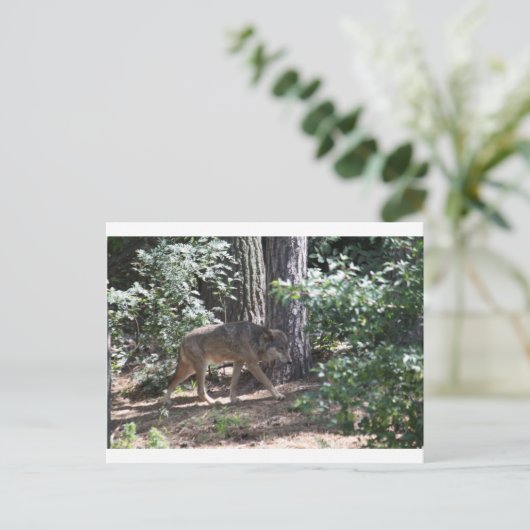 Timber Wolf Briefkaart (Staand voorkant)