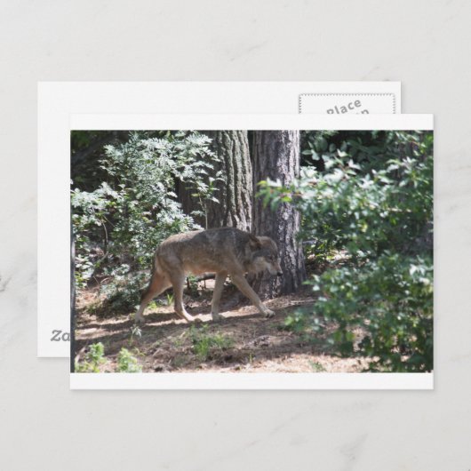 Timber Wolf Briefkaart (Voorkant / Achterkant)