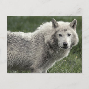 Timber wolf briefkaart
