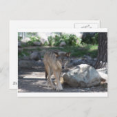 Timber Wolf Briefkaart (Voorkant / Achterkant)