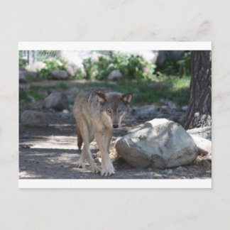 Timber Wolf Briefkaart