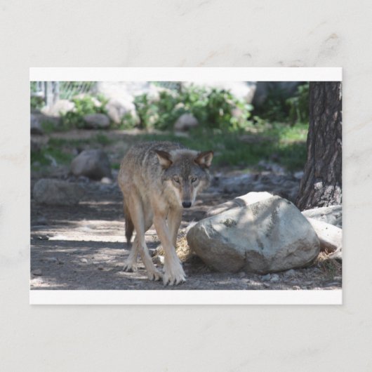 Timber Wolf Briefkaart (Voorkant)