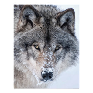 Timber Wolf Foto Afdruk