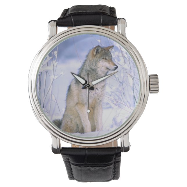 Timber Wolf in de sneeuw, Canis lupus, Horloge (Voorkant)