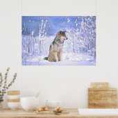 Timber Wolf in de sneeuw, Canis lupus, Poster (Keuken)