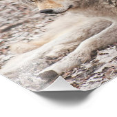 Timber Wolf Resting Photography Print Foto Afdruk (Hoek)