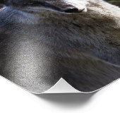 Timber Wolf - Sluiten Foto Afdruk (Hoek)