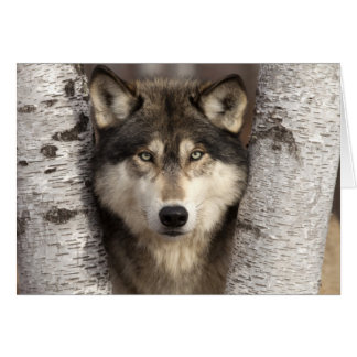 Timber wolf van Jim Zuckerman