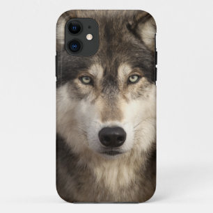 Timber wolf van Jim Zuckerman iPhone 11 Hoesje