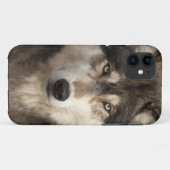 Timber wolf van Jim Zuckerman Case-Mate iPhone Case (Achterkant (horizontaal))