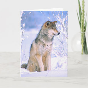 Timber Wolf-vergadering in sneeuw Feestdagen Kaart