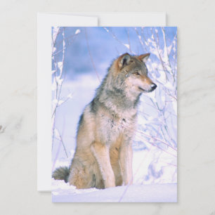 Timber Wolf-vergadering in sneeuw Feestdagenkaart