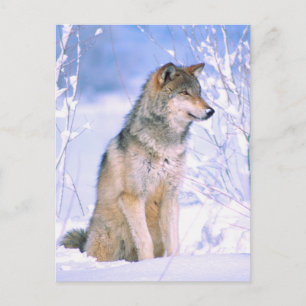 Timber Wolf-vergadering in sneeuw Feestdagenkaart