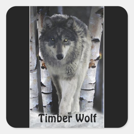TIMBER WOLF Wildlife Supporter Kunstwerk Vierkante Sticker (Voorkant)