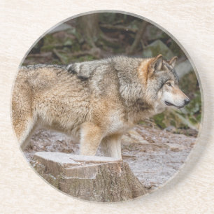Timber Wolf Zandsteen Onderzetter