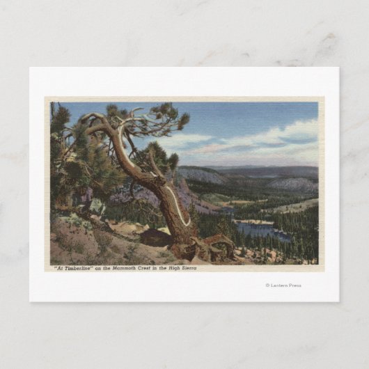 Timberline op de Mammoth Crest Briefkaart (Voorkant)
