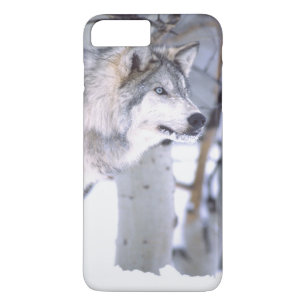 Timberwolf, Canis lupus, Film dier Utah) iPhone 8 Plus / 7 Plus Hoesje