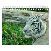 Timer du calendrier (Protection)