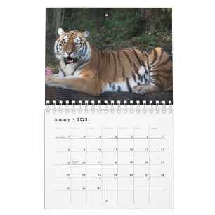 Timer du calendrier