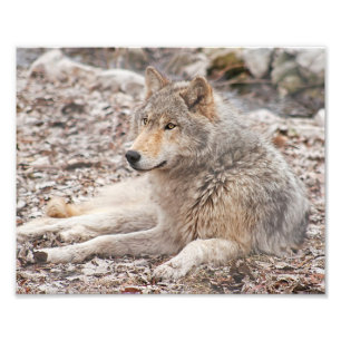 Timer Wolf Resting Photography Print Foto Afdruk