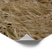 Timmy the Lamb Poster (Hoek)