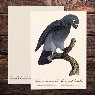 Timneh-grijze roodstaartpapegaai, Psittacus Timneh Bedankkaart