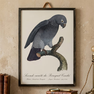 Timneh-grijze roodstaartpapegaai, Psittacus Timneh Foto Afdruk