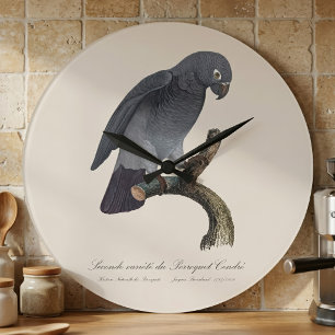 Timneh-grijze roodstaartpapegaai, Psittacus Timneh Grote Klok