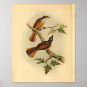 Timor Laut Fantail Flycatcher Bird Print