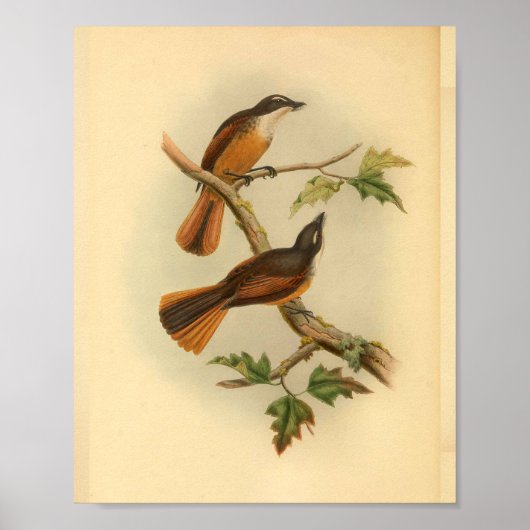 Timor Laut Fantail Flycatcher Bird  Print (Voorkant)