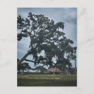 Timucua-dorp en eeuwenoude eik briefkaart