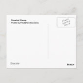 Tinseled Sheep Briefkaart (Achterkant)