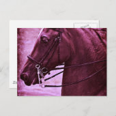 Tinted Saddlebred Briefkaart (Voorkant / Achterkant)