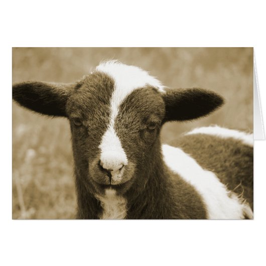 Tiny (Voorkant Horizontaal)