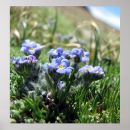 Tiny Alpine Tundra Flowers Poster